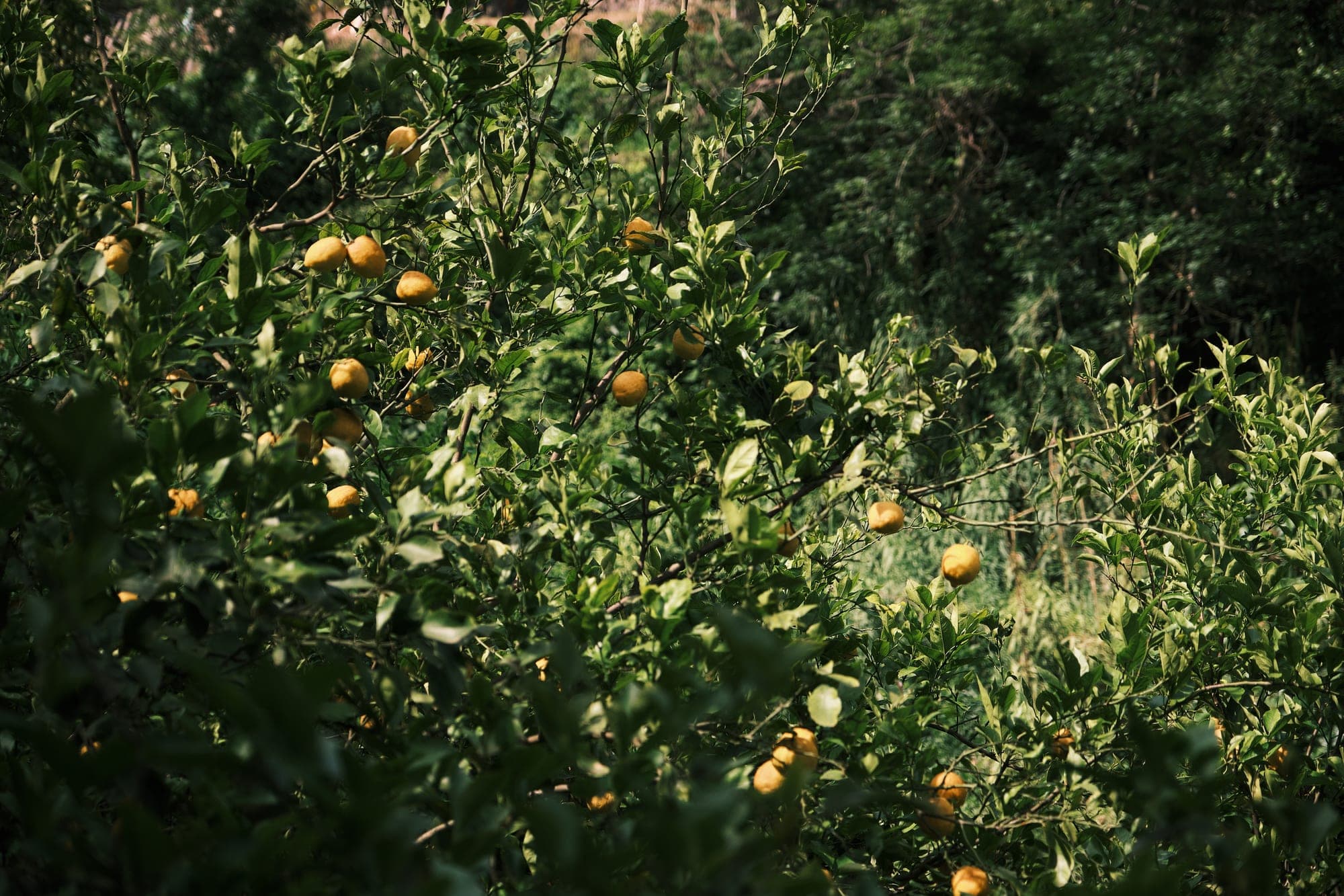 Limoneto · Marina d’Albori